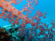 Alcyonaire épineux sur fond de bleu