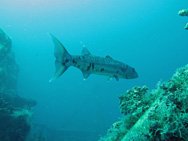 Barracuda vu de trois quarts dos