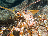 Rostre de langouste centré