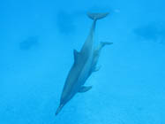 Photo de dauphin bleue