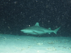 Requin pointes noires constellé de particules