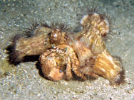 Bernard l'ermite à la coquille couverte d'anémones