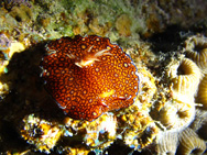 Chromodoris de mer rouge