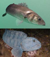 Photos de deux poisson homonymes