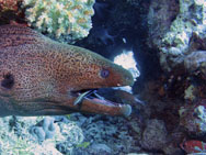 Murène avec un petit labre nettoyeur dans la bouche