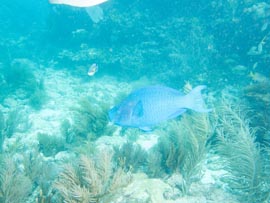 photo d'un perroquet bleu, corrigée au survol