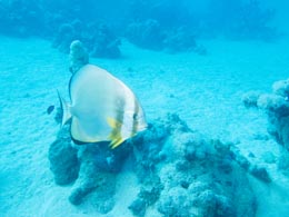 photo d'un platax, corrigée au survol