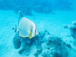 photo d'un platax, corrigée au survol