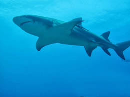 Requin citron